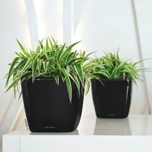 Büropflanze © Lechuza