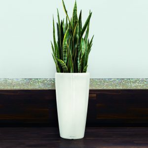 Sansevieria © Lechuza