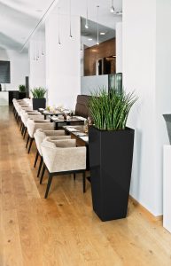 Sansevieria © Lechuza