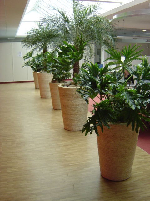 Raumbegrünung Köln