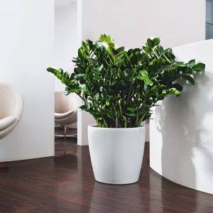 Büropflanze © Lechuza