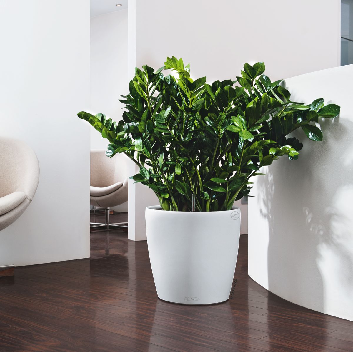 Büropflanze © Lechuza