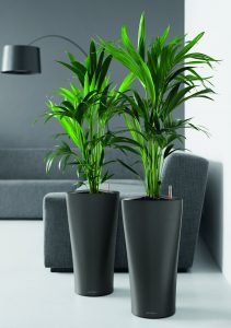 Anth Kenia © Lechuza