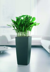 Aspedistra © Lechuza