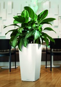 Dieffenbachia © Lechuza