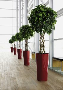 Ficus Benjamina © Lechuza