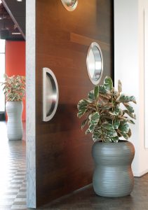 Ficus Elastica © Lechuza