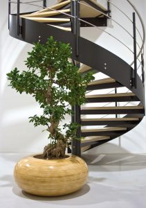 Ficus Microcarpa © Lechuza