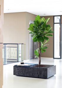 Gummiebaum © Lechuza