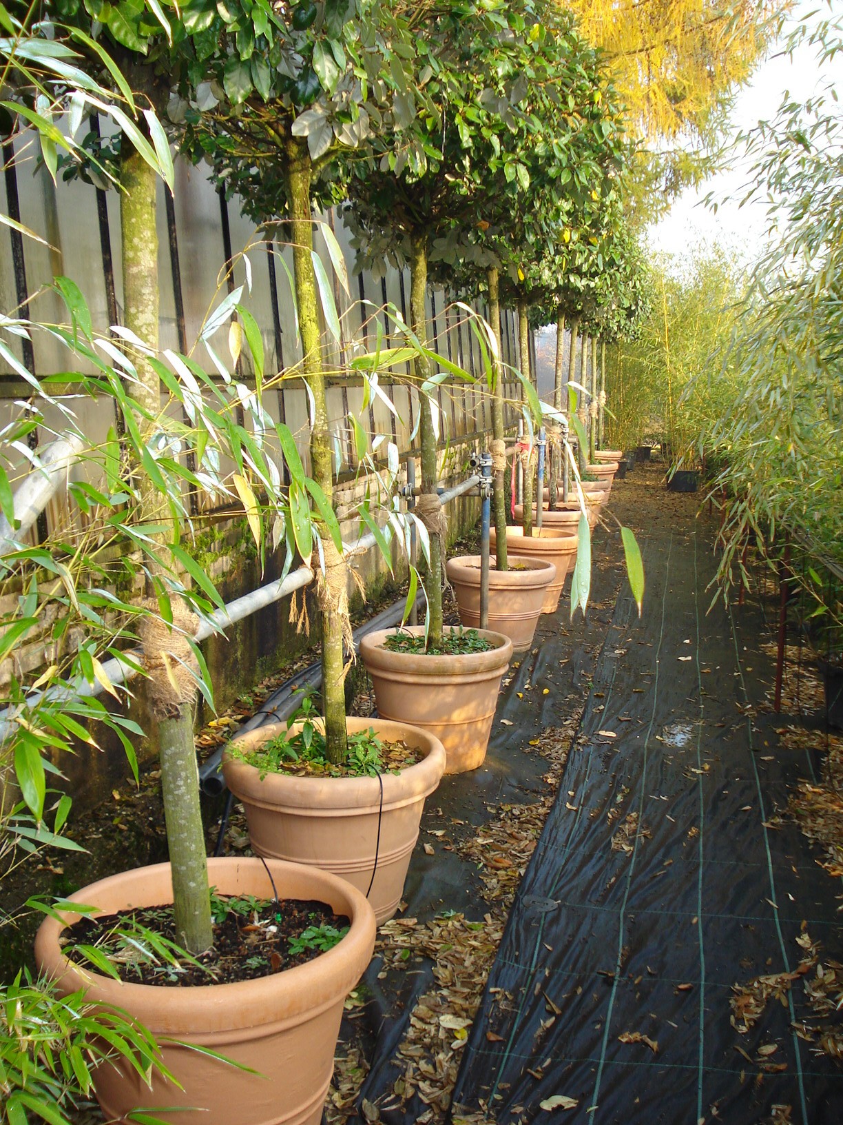 Ölweide für Messen und Veranstaltungen