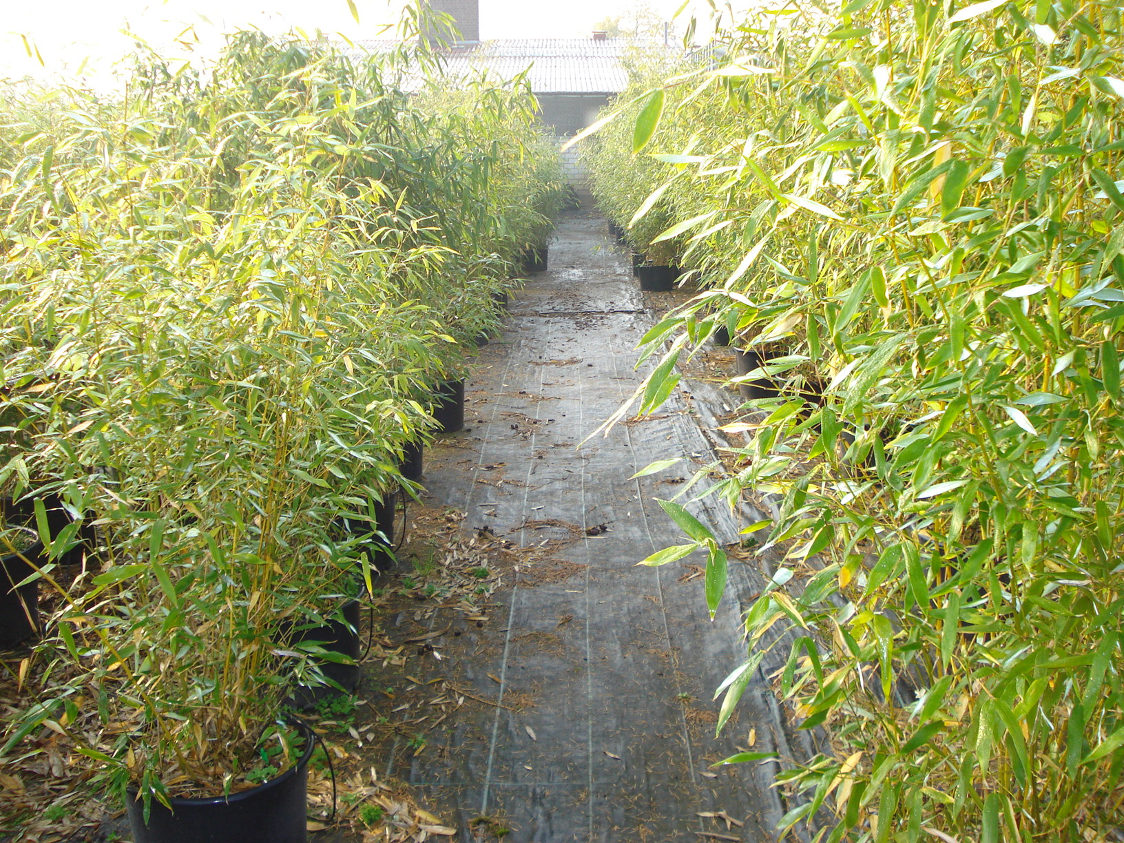 Bambus für Veranstaltungen