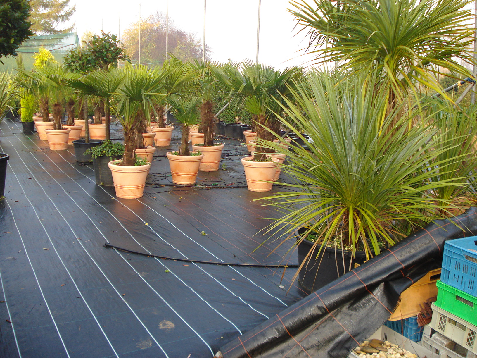 Palmen für Messen bei Systemgrün