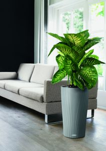 Iffenbachia © Lechuza