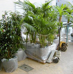 Anlieferung Pflanzen Systemgrün