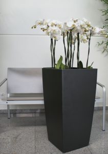 Phalonopsis Orchidee © Lechuza