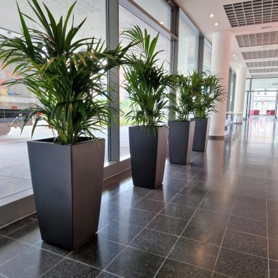 Pflanzenauswahl Bürobegrünung Köln, Düsseldorf und NRW