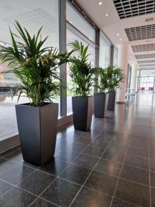 Bürobegrünung Köln