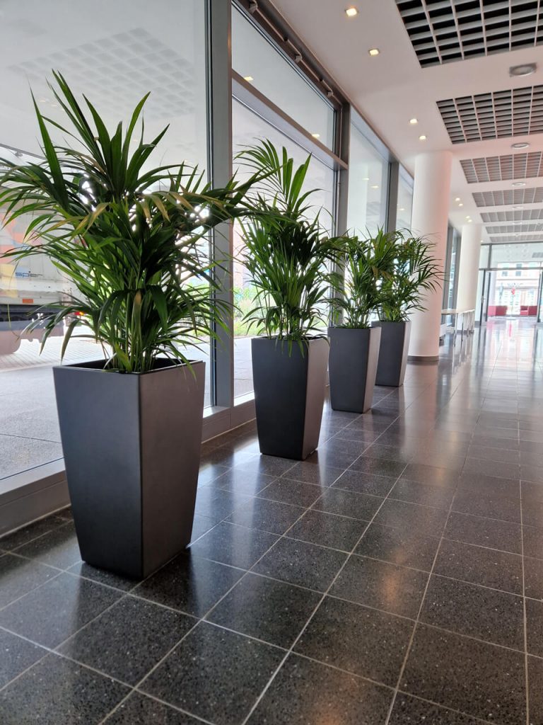 Bürobegrünung Köln