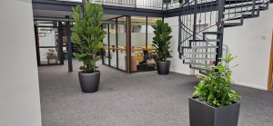Büropflanzen mieten Düsseldorf