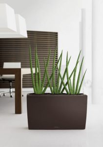 Sanivera Skyrocket © Lechuza