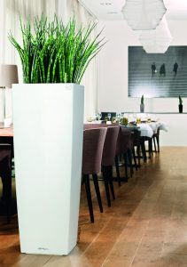 Sansevieria Fernwood © Lechuza