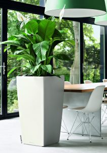 Spathiphyllum © Lechuza