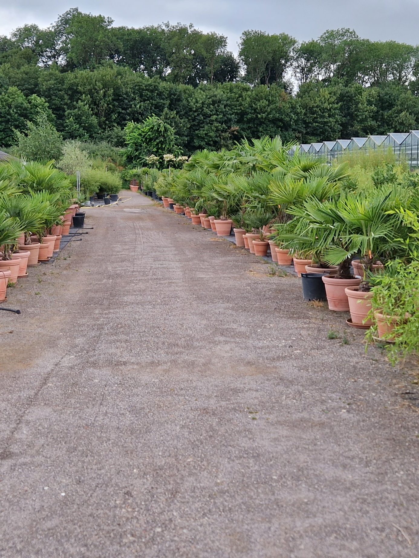 Systemgrün Außengelände Eventbegrünung.