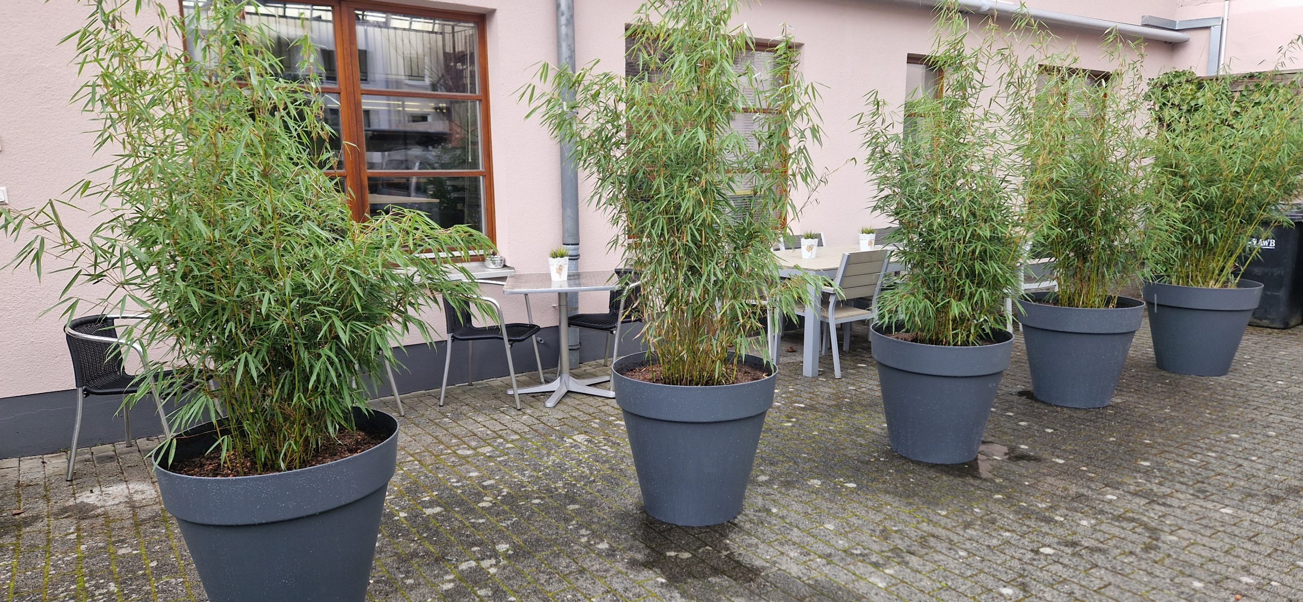 Begrünung für die Außenflächen eines Büros in Ehrenfeld 2023.