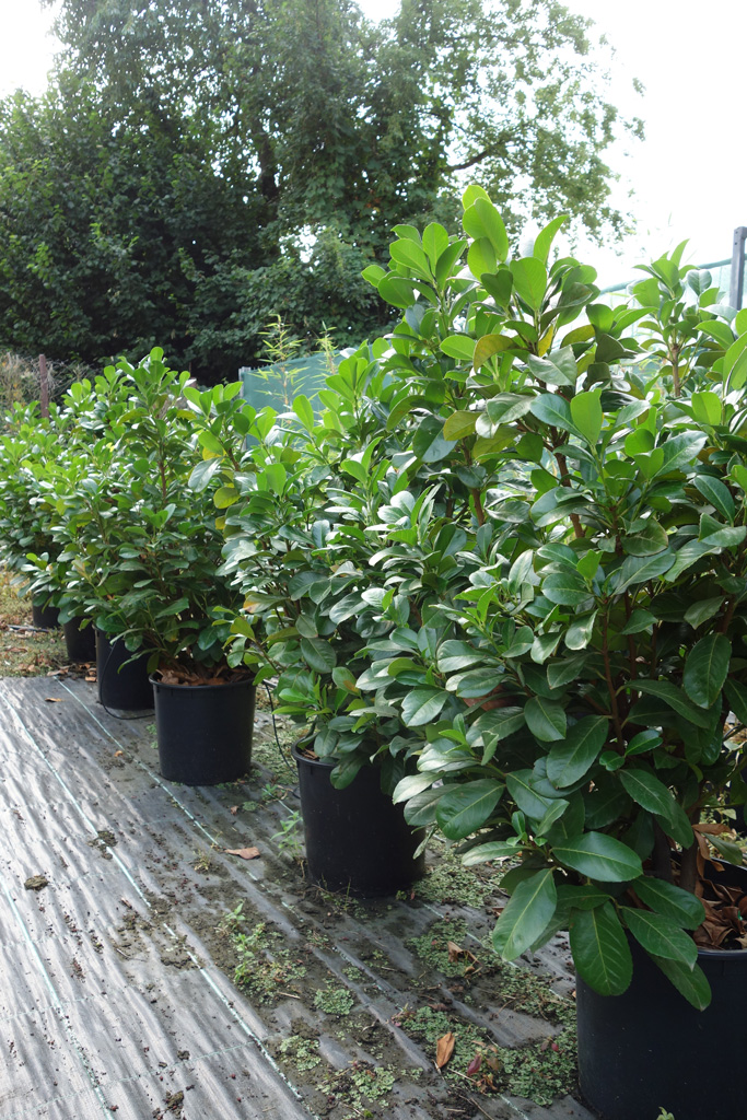 Systemgrün Pflanzen