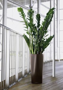 Yamioculcas © Lechuza